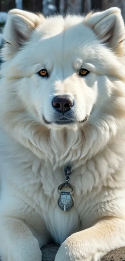 Majestic white dog lying in snowy forest background.