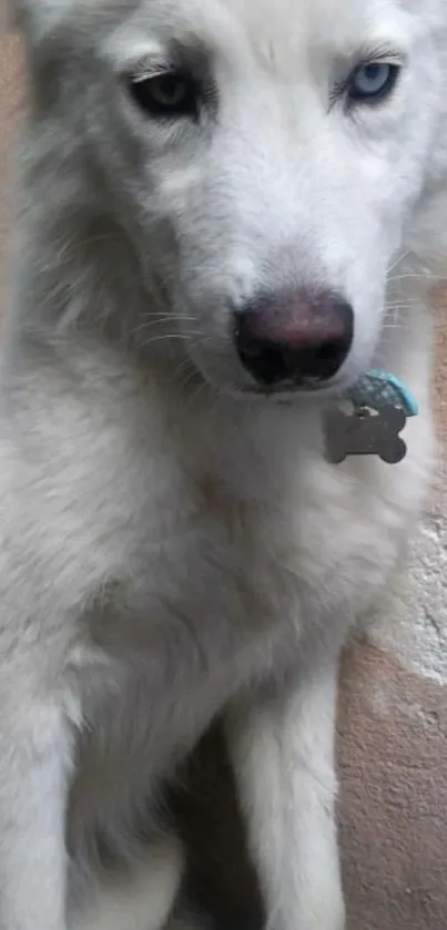 White dog with blue eyes sitting calmly.