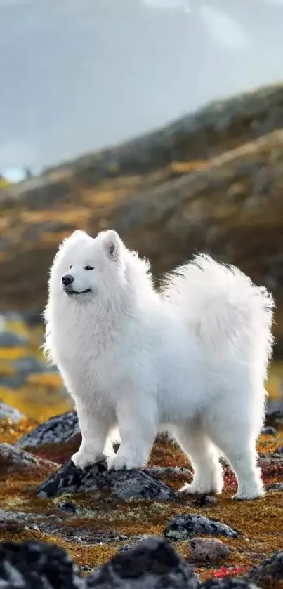 A majestic white dog on a rocky landscape.