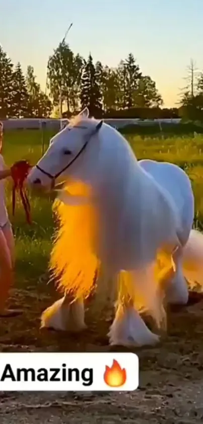 Majestic white horse glowing in sunset light with a golden hue background.