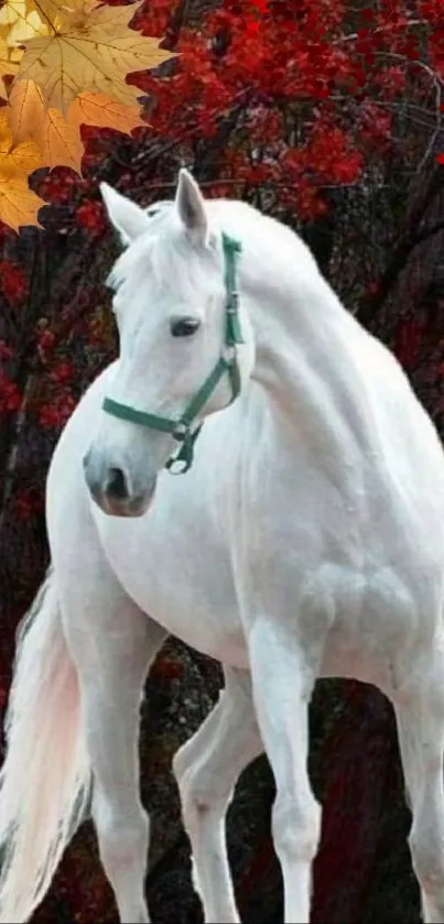 White horse in vibrant autumn setting with red leaves.