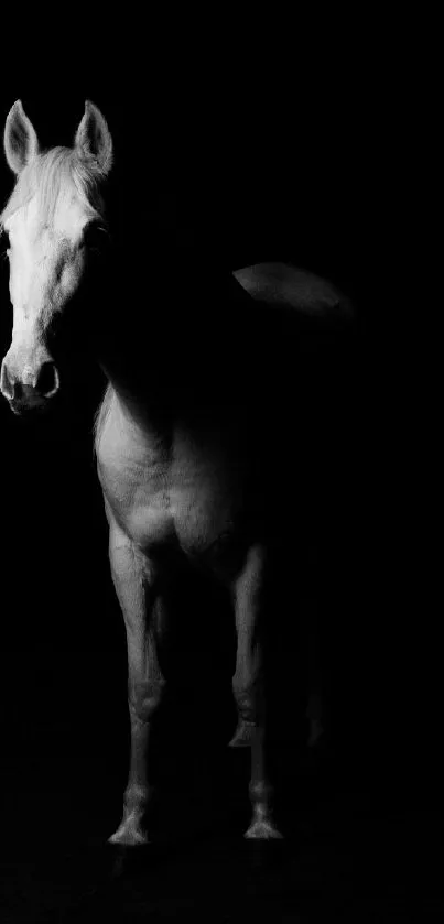 Black and white wallpaper of a white horse in shadow.