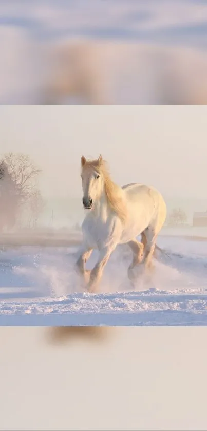 Majestic white horse galloping in snowy landscape phone wallpaper.