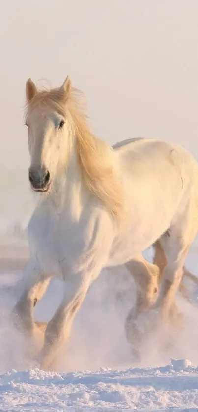 Majestic white horse gallops through snowy landscape, exuding elegance and strength.