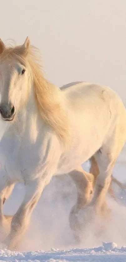 Majestic white horse running in snow scenery.