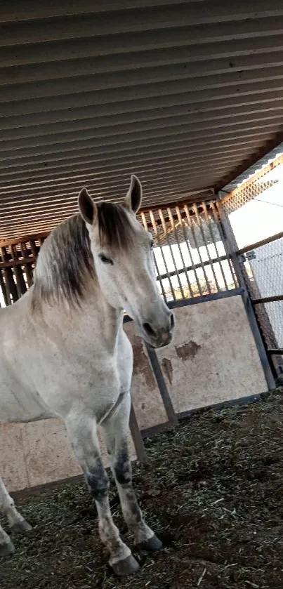 Majestic white horse standing in a stable, soft light filtering through.