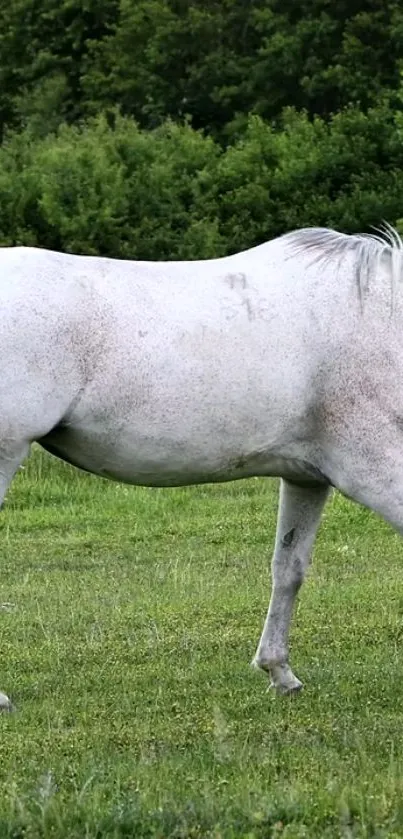 Majestic white horse standing on lush green grass in a serene backdrop