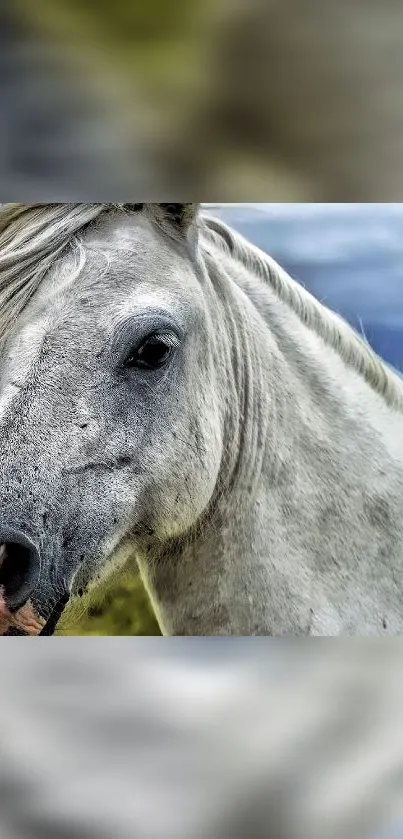 Close-up of a majestic white horse in a serene natural setting.