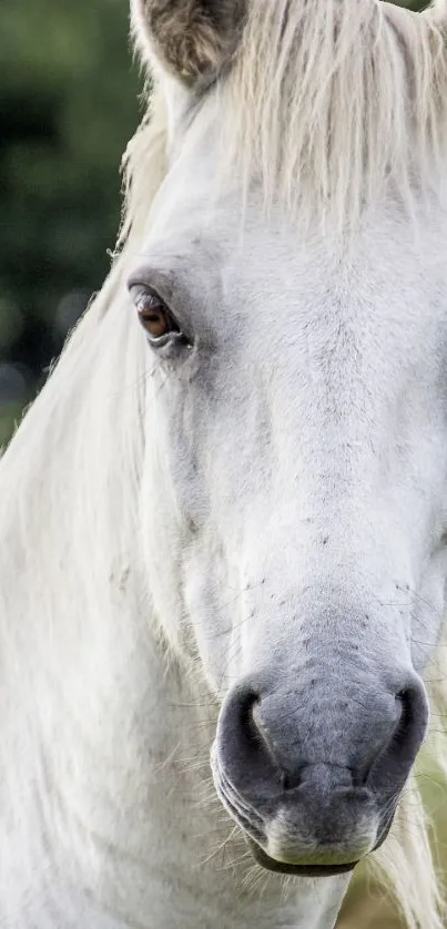 Majestic white horse close-up wallpaper.