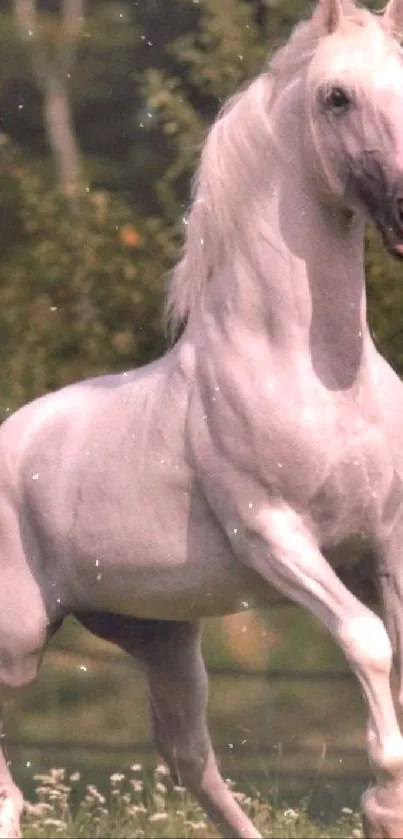 Majestic white horse standing gracefully with a lush green background.