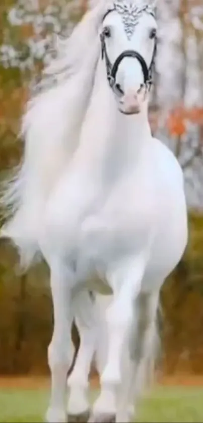 Majestic white horse against a scenic backdrop.