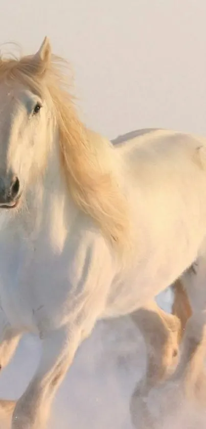 Majestic white horse galloping through snow, creating a serene and inspiring scene.