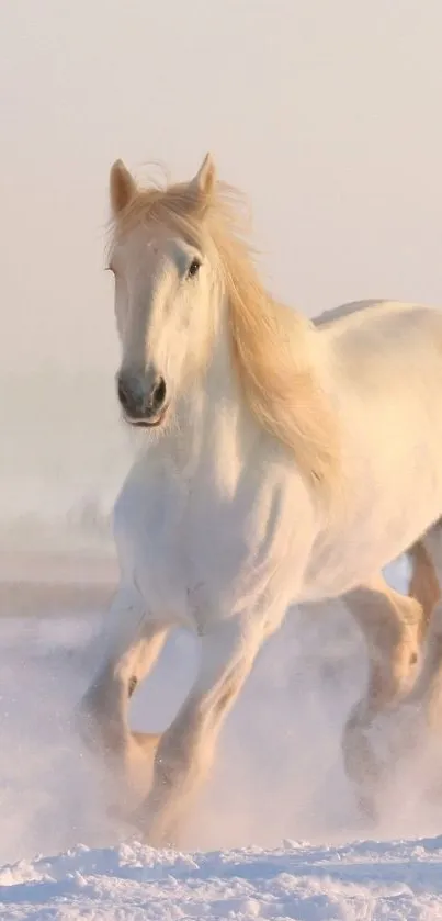 White horse running through snowy field.