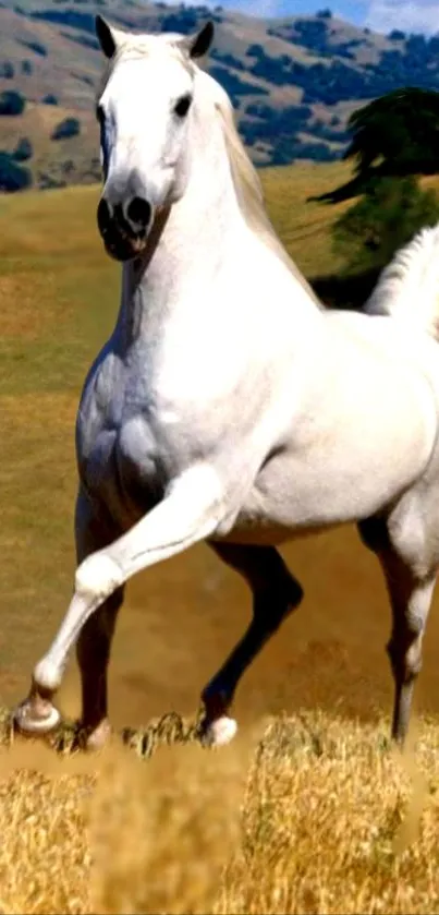 Majestic white horse galloping in a golden field, captured in vibrant detail.