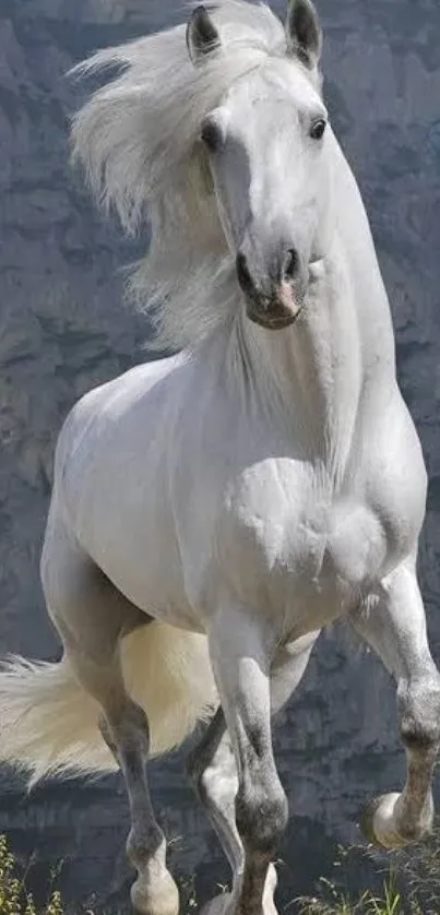 Majestic white horse running freely outdoors.