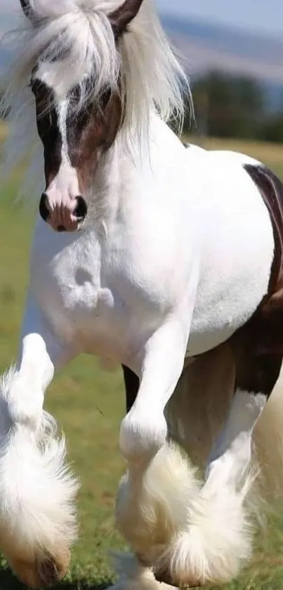 Majestic white horse running in a field.