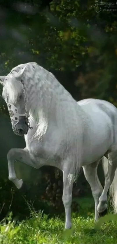 A majestic white horse in a lush green forest setting.