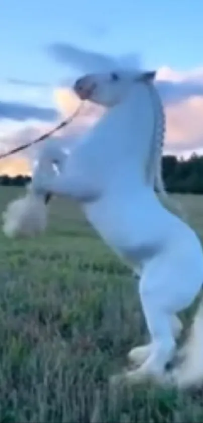 Majestic white horse rearing in a field under a vibrant blue sky at dusk.