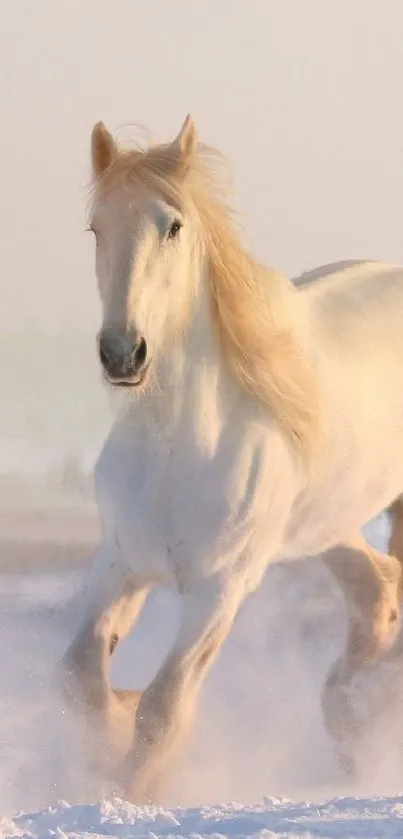 Majestic white horse running through snowy field.