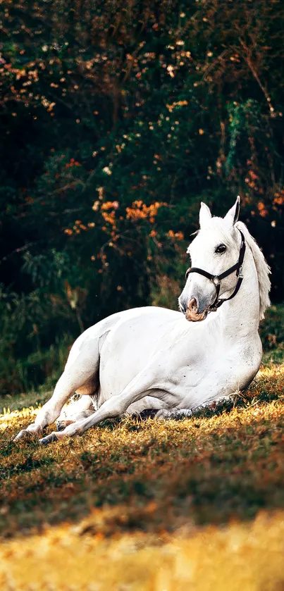 White horse lying in autumn forest with vibrant leaves.