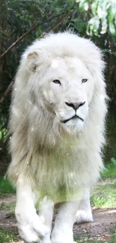 A majestic white lion walking in a green forest setting.