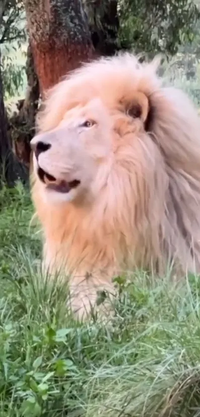 Majestic white lion sitting in a lush green wilderness.