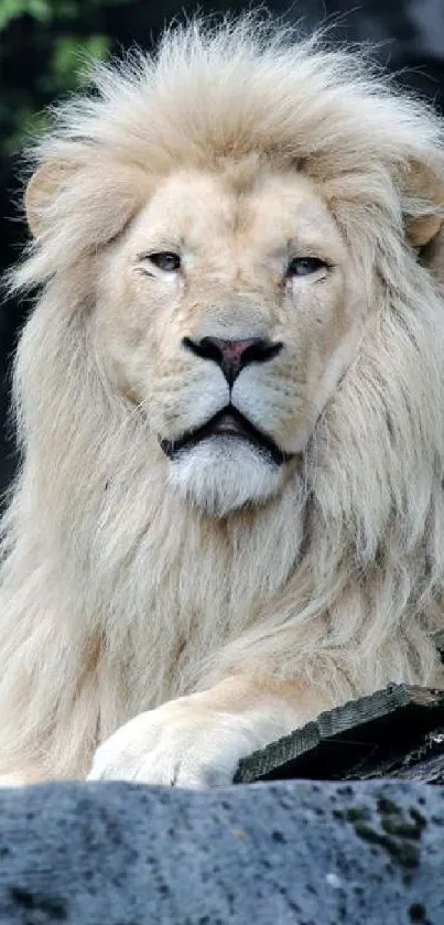 Majestic white lion with lush mane lounging.