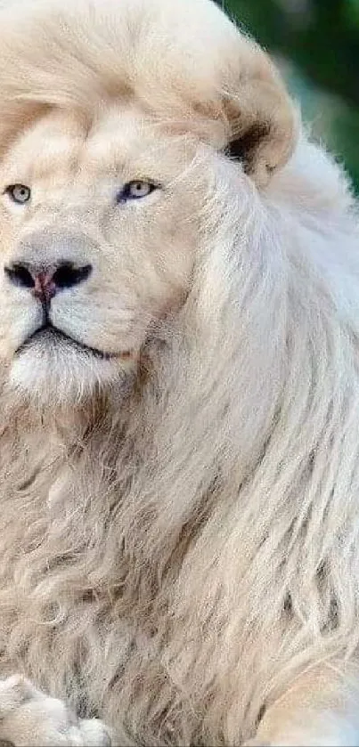 Majestic white lion lying on grass with a serene expression.