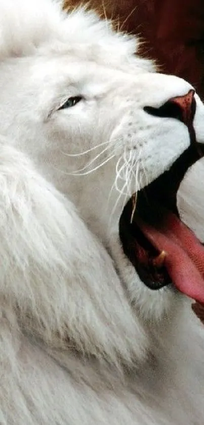 Majestic white lion yawning in the wild.