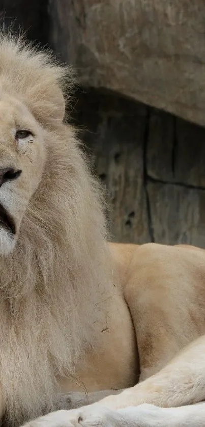 Majestic white lion resting in a serene pose.