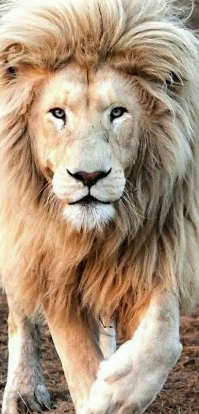 Majestic white lion walking confidently on dry terrain.