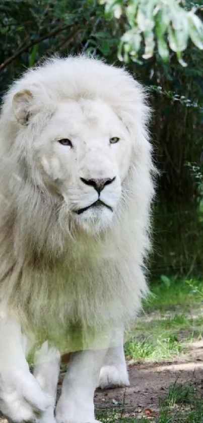 Majestic white lion in a green forest setting.