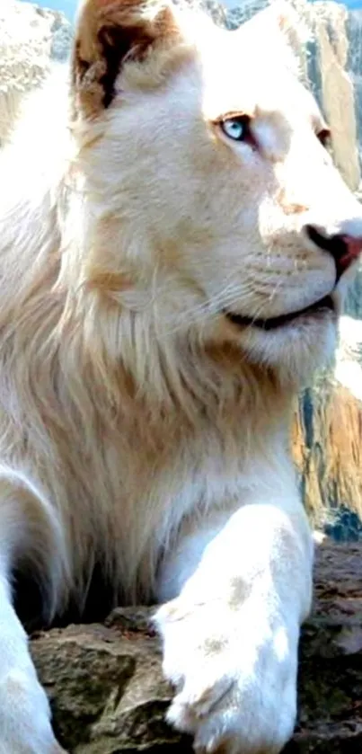 White lion resting with mountain backdrop.