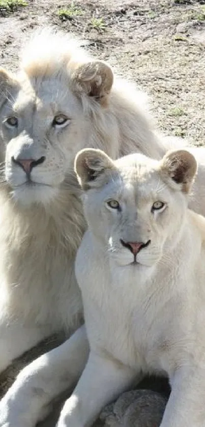 Majestic white lion pair posing in their natural habitat.