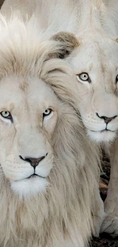 Two majestic white lions resting together in nature.