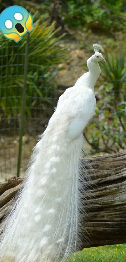 White peacock on a log with lush green background and emoji.
