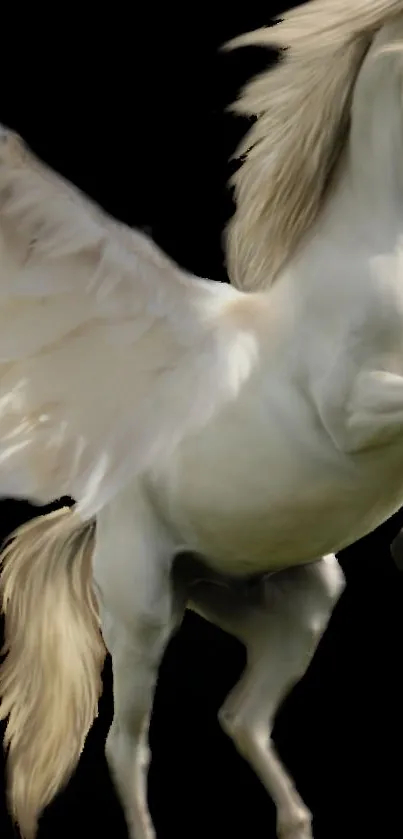 White Pegasus with wings on a dark background.