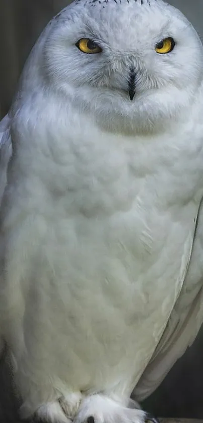 Majestic white snowy owl sitting calmly in nature.