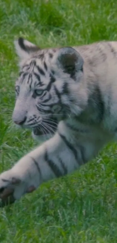 White tiger cub prowling on green grass.