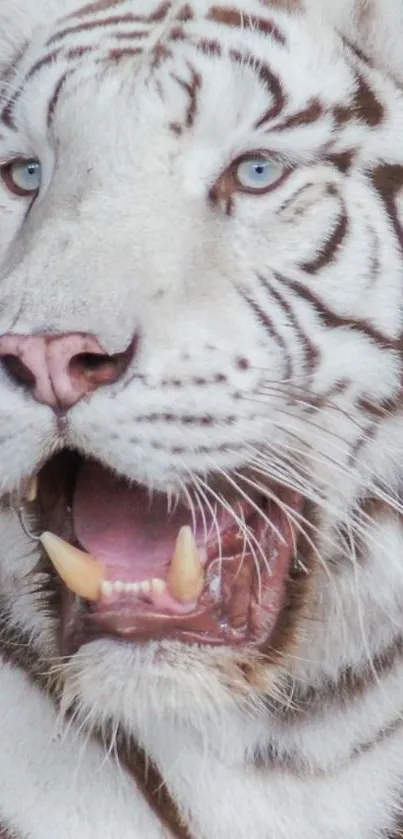 Majestic white tiger with striking blue eyes.