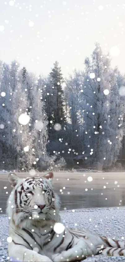 White tiger lies in snowy forest landscape.