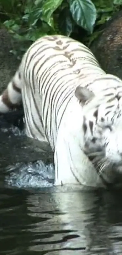 Stunning white tiger standing in water, surrounded by nature.