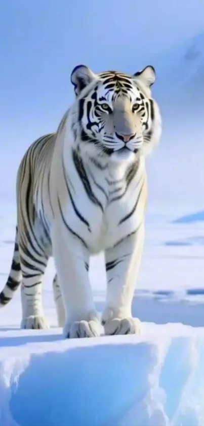 Majestic white tiger standing on ice under clear sky.