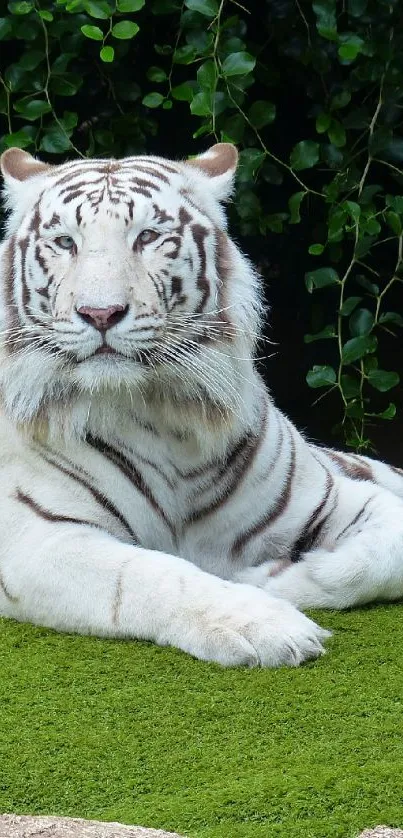 Majestic white tiger resting on natural green grass.