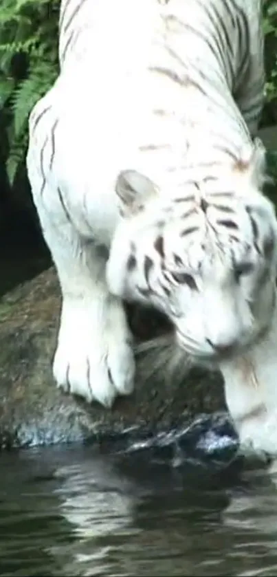 White tiger on rock near water, lush background.