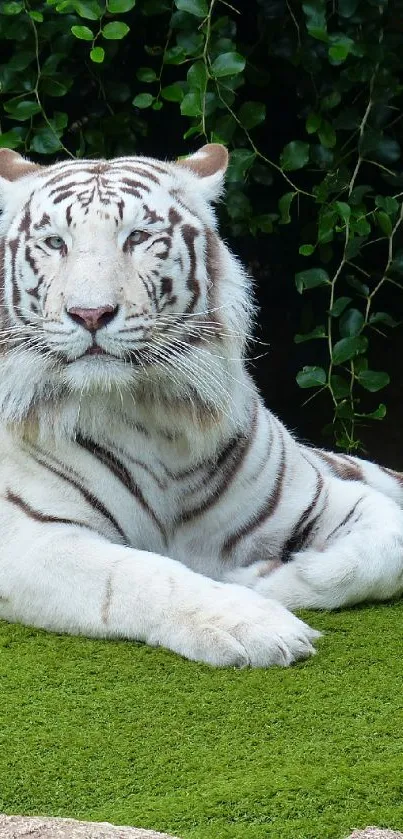 Majestic white tiger lounging on a green field.