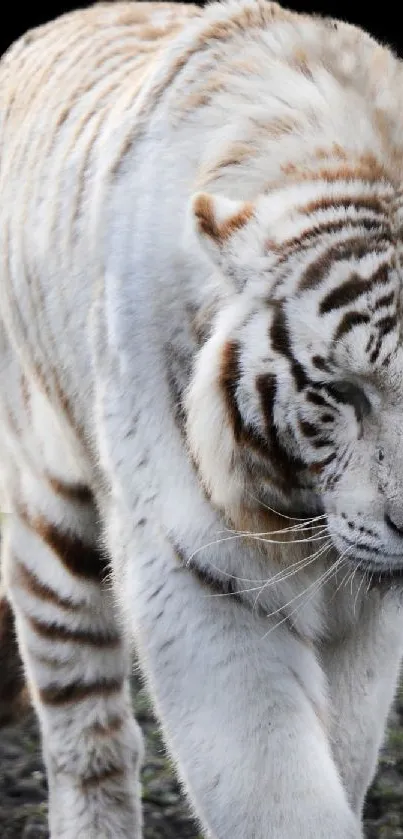 White tiger walking in natural habitat, showcasing majestic beauty.