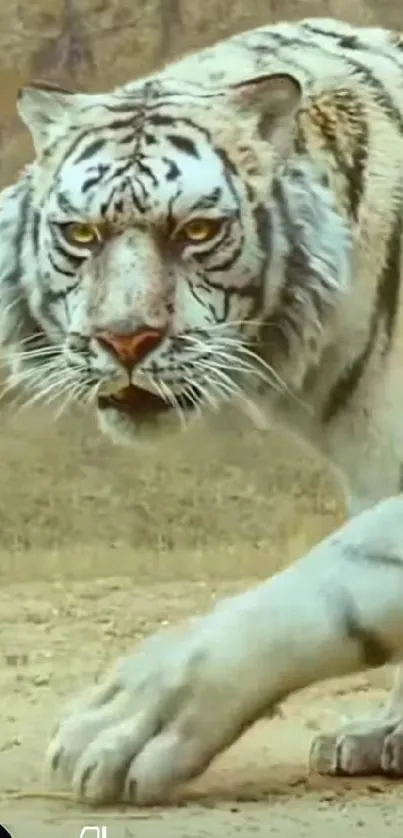 Majestic white tiger in a powerful stance on a natural background.