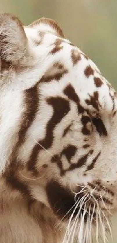 Majestic white tiger close-up with elegant natural stripes.