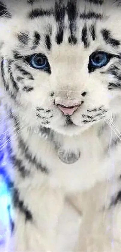 Majestic white tiger with blue eyes in snow background.